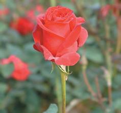 �˿��齫�߿Ƽ���Ʒ��Ƶ��ĸ�״�����Ů���μӸ������׻᣺��������������...